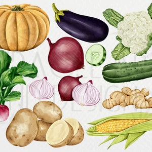May include: A watercolor illustration of various vegetables and fruits, including a pumpkin, eggplant, cauliflower, red onions, garlic, potatoes, radishes, cucumbers, ginger, and corn on the cob.