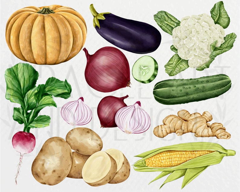 May include: A watercolor illustration of various vegetables and fruits, including a pumpkin, eggplant, cauliflower, red onions, garlic, potatoes, radishes, cucumbers, ginger, and corn on the cob.
