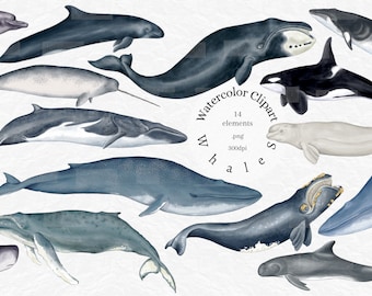 Aquarell Wale Clipart: Wasser Ozean Tier PNG (Digital Download)