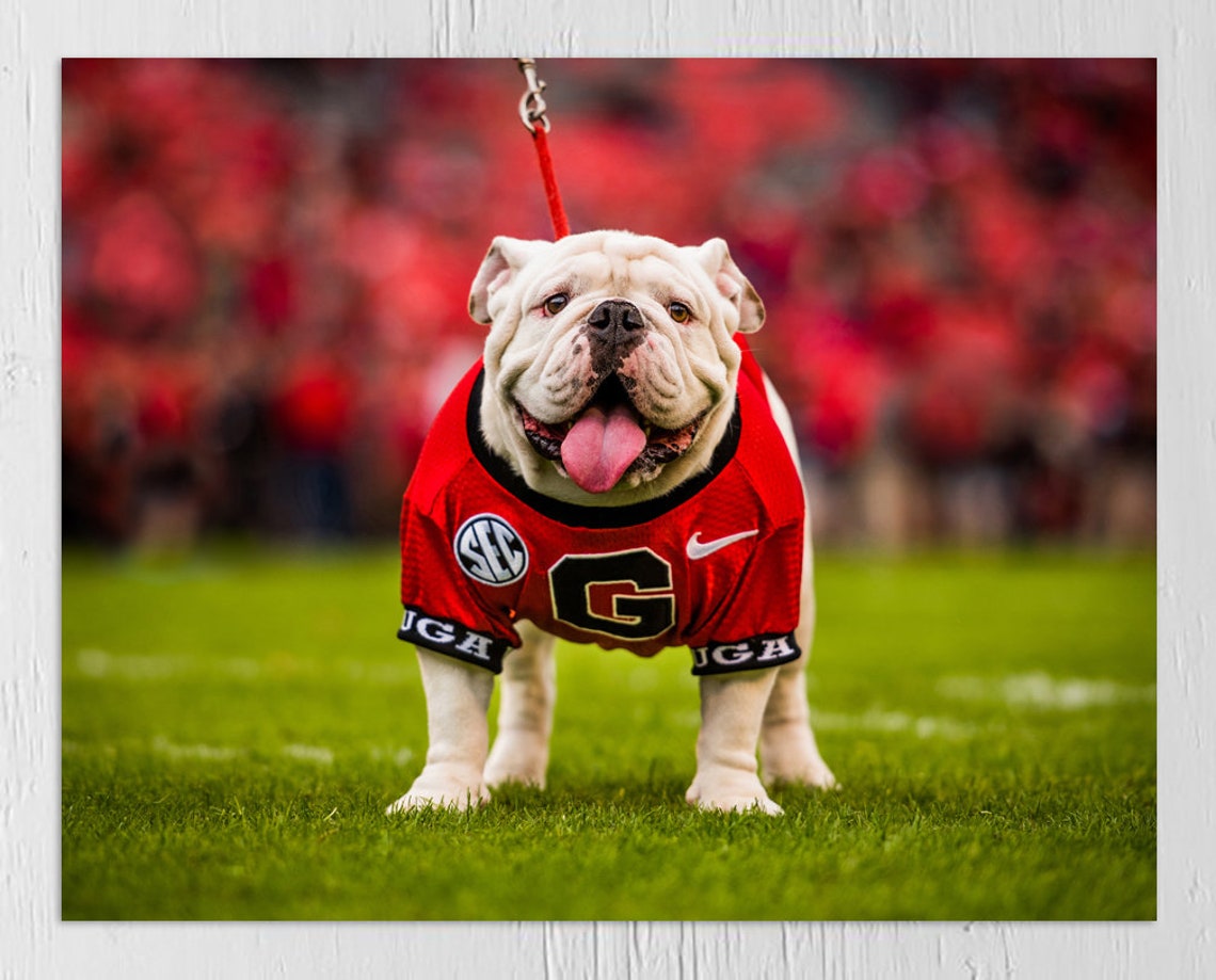 UGA Bulldogs Uga X Mascot Photo Picture Print Etsy