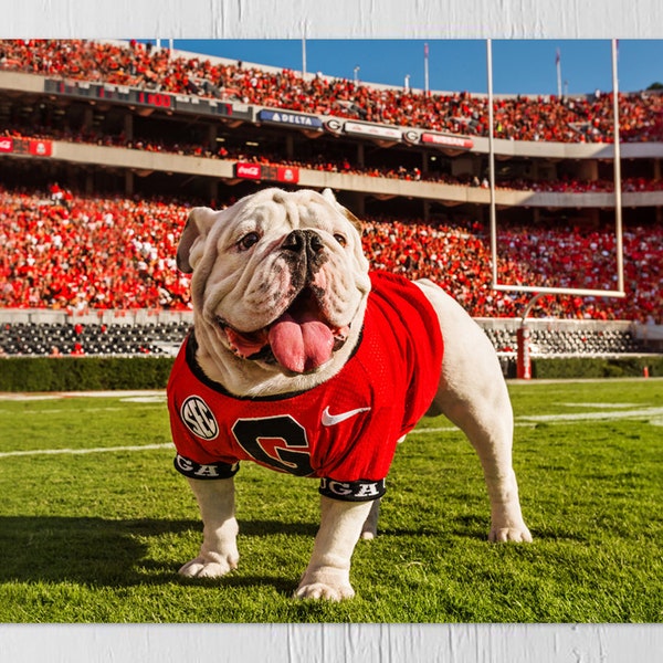 UGA: Georgia Bulldogs Uga X End Zone Photo Picture Print, Graduation Gift, Dorm Rooms, Dawg/Fan Cave, Fraternity & Sorority House Home Decor