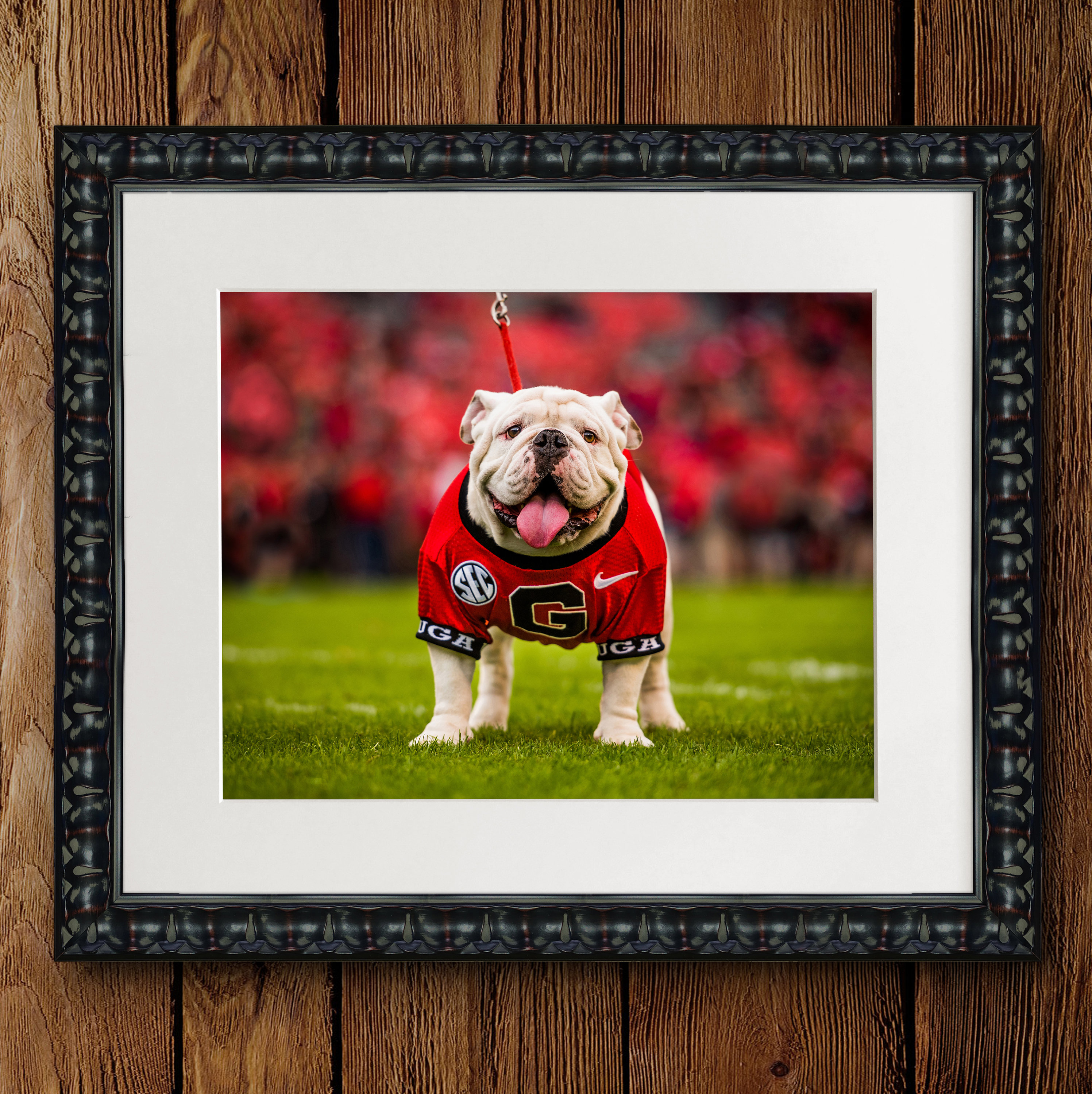 UGA Georgia Bulldogs Uga X Mascot Framed Photo Picture Print Graduation Gift Dorm Room Dawg Cave Home Decor Sorority fraternity Decor Etsy