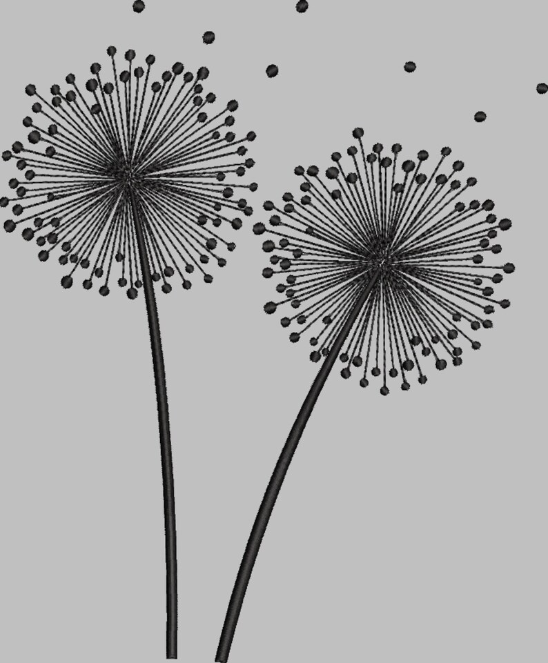 May include: Two black dandelion seed heads with stems against a gray background. The seed heads are in full bloom and have many seeds attached.