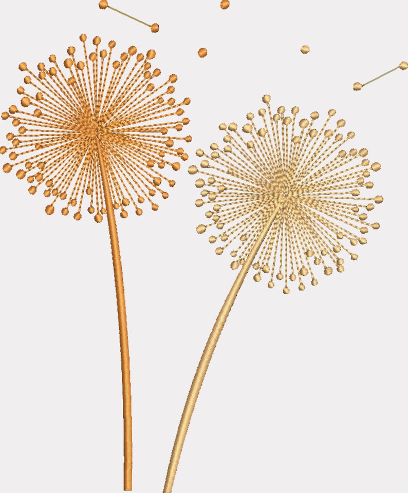 May include: Two golden dandelion seed heads with delicate stems against a white background. The seed heads are in different stages of dispersal, with some seeds already floating away.