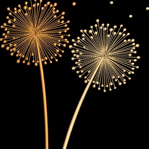 May include: Two gold dandelion-like flowers with stems against a black background. The flower on the left is a darker gold color and the flower on the right is a lighter gold color.