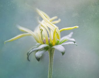Photography print: flower, daisy, single flower, macro photography, nature photography, wall art, fine art print