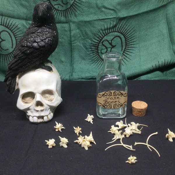 Real Snake Bones, Taxidermy, Bones Jewelry, Bone Collecting, Gopher Snake Bones, Viking Jewelry, Bones, Witchcraft Bones, Wiccan, Spells