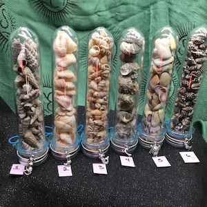 Beach Shells Sea Shells Crafts Jewelry Beach Decor Sea Witch Spells Witchcraft Rituals