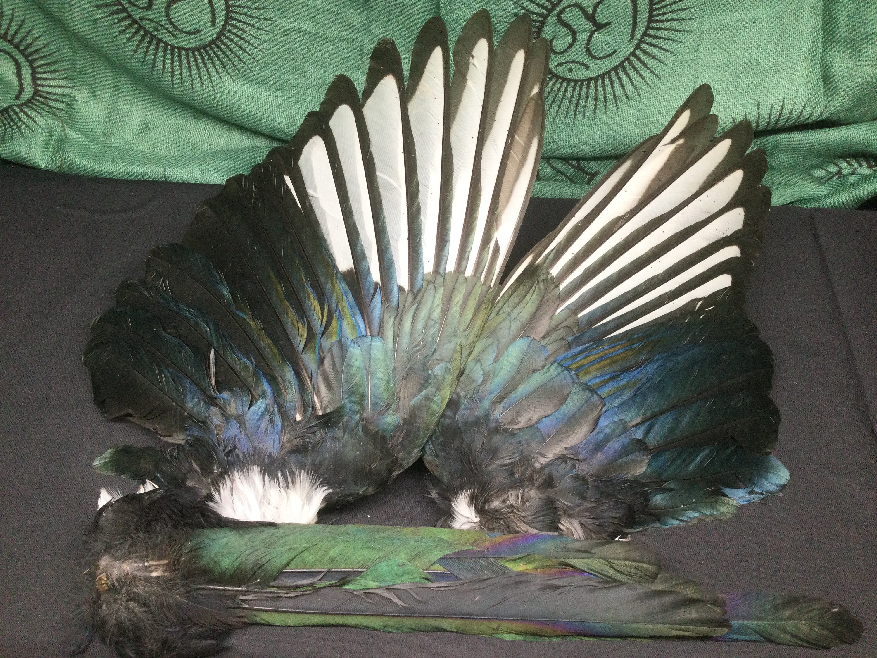 Full Ringneck Pheasant Skin Pelt Wings Tail Feathers Genuine Natural Taxidermy Full Ringneck Pheasant Skin Pelt Wings Tail Feathers Genuine Natural Taxidermy