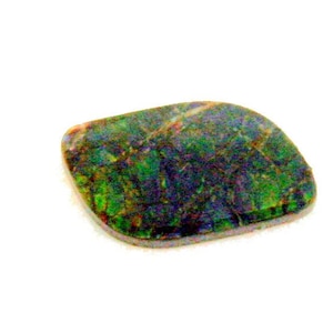 Natural Canadian Fossil Shell 0.70X0.40 Inches. Four Color Natural Free Form.