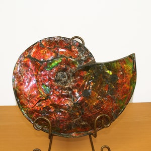 Canadian Ammonite Fossil. 11.0x9.0 inches