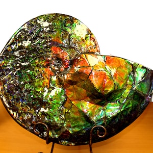 Canadian Ammonite Etsy Australia