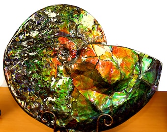 May include: A fossilized ammonite with iridescent green, blue, and orange colors. The ammonite is displayed on a metal stand.