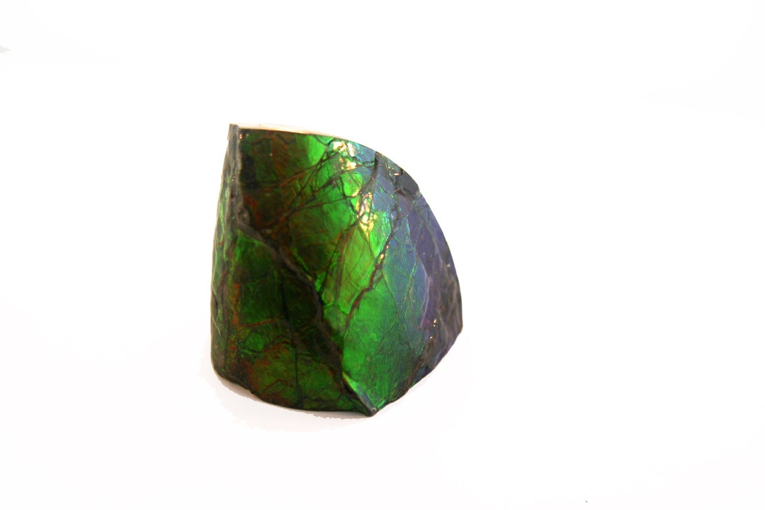Ammolite Fossil Shell 3.5x2.0 Inches - Etsy