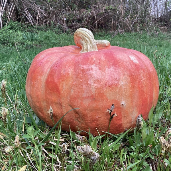 Citrouille  décorative