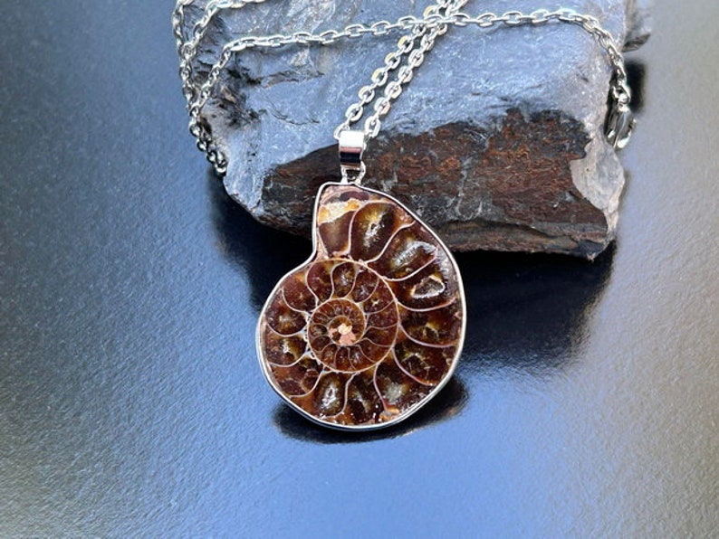 May include: A silver chain necklace with a brown ammonite fossil pendant. The fossil is polished and shows intricate details of the spiral.