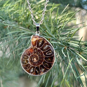 May include: A silver chain necklace with a pendant featuring a fossilized ammonite. The ammonite is brown and has a spiral pattern.