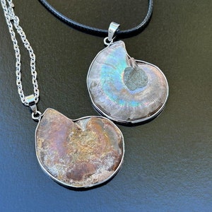May include: Two silver necklaces with iridescent ammonite fossil pendants. One pendant is a light brown color, the other is a pale iridescent blue.