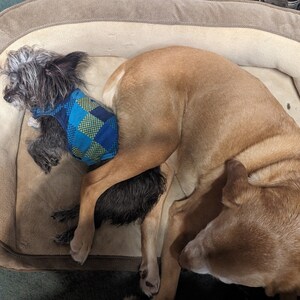 May include: Two dogs are nestled together in a dog bed. One dog is small with gray and black fur and wearing a blue and green plaid vest. The other dog is larger with tan fur.