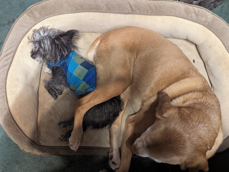 May include: Two dogs are nestled together in a dog bed. One dog is small with gray and black fur and wearing a blue and green plaid vest. The other dog is larger with tan fur.