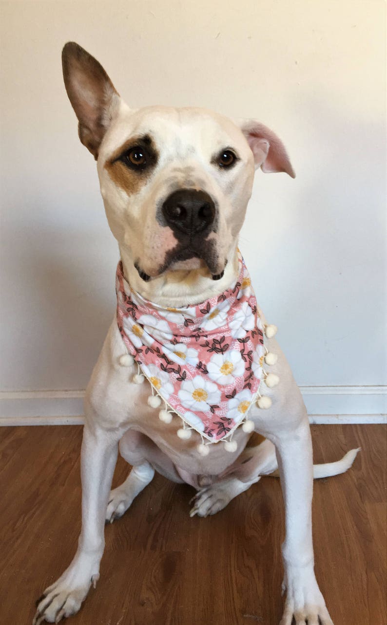Girl Dog Bandana Floral Bandana Pom Trim Dog Bandana Pink Etsy