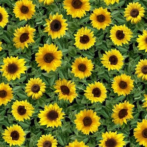 Leafy Sunflowers by Timeless Treasures Fabrics // 100% cotton // Quilting Fabric // Floral Fabric