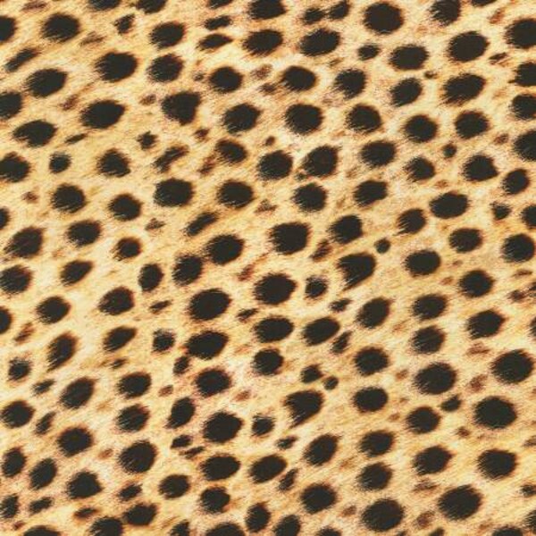 Robert Kaufman - Wild Cheetah Skin Fabric // Quilting Cotton // Cotton Woven // 100% cotton // Animal Print Fabric