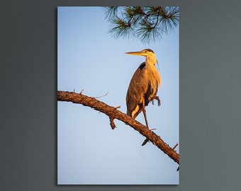 Great Blue Heron, Pensacola Florida