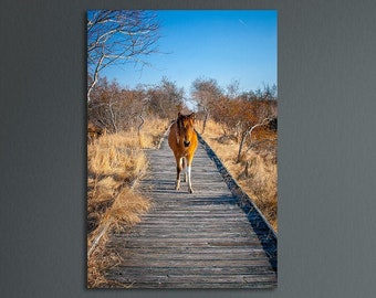 Assateague Pony on Boardwalk, Assateague Island, Assateague National Seashore, Wild Horses, Maryland, Pony