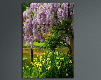 Wisteria, Yellow Iris, Garden Pond, Japanese Garden, Seattle, Washington, Pacific Northwest