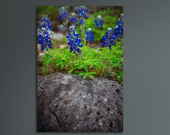 Texas Bluebonnets, Pendernales Falls State Park, Austin, Lake Travis, Texas, Texas Hill Country, Wildflowers