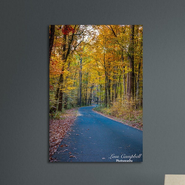 Fall Trees Lining Park Road, Oklahoma, Fall Foliage, Beavers Bend State Park, Broken Bow