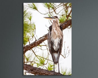 Great Blue Heron, Pensacola, Florida