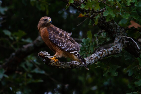 Red Shouldered Hawk Oklahoma