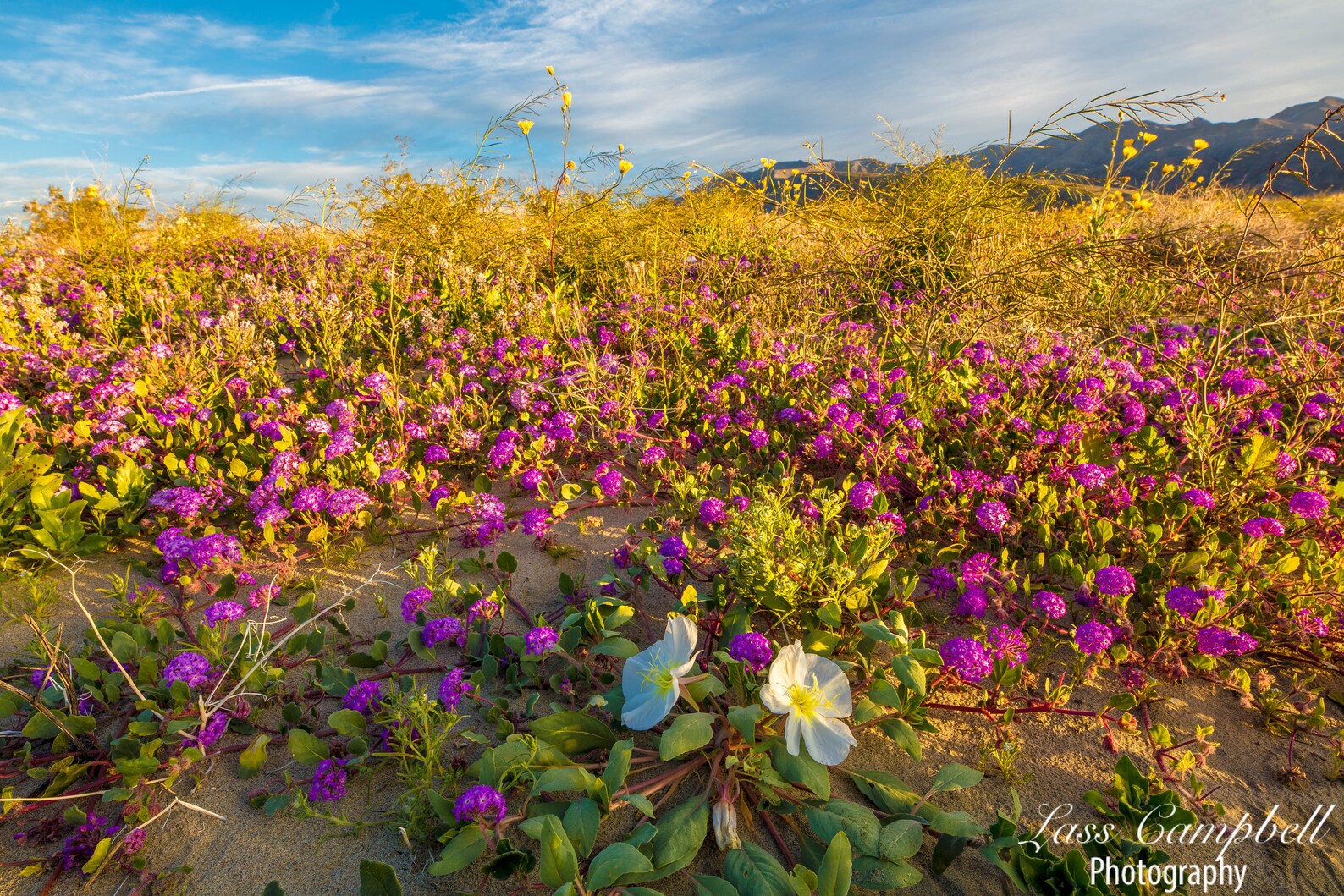 Evening Primrose Purple Sand Verbena Anza Borrego Desert Etsy Australia