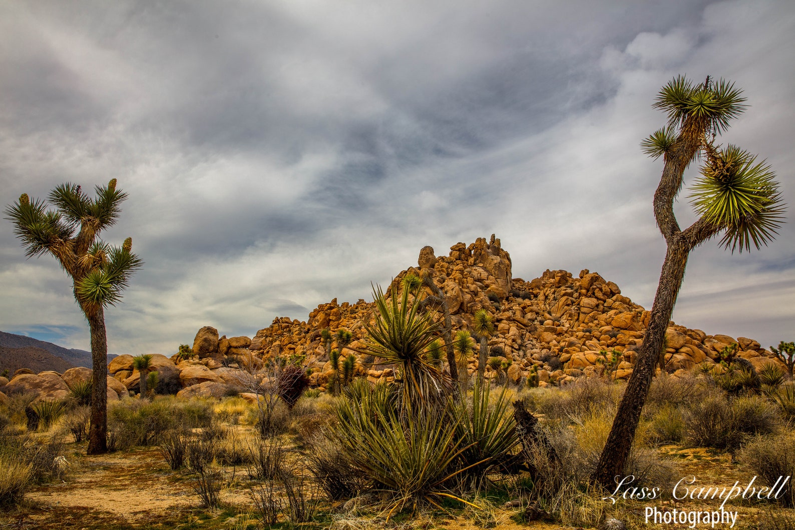 Joshua Tree Landscape, Joshua Tree National Park, California - Etsy