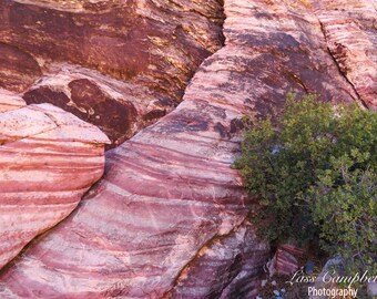 Pink Rocks,Gateway Canyon, Red Rock Canyon, Felsformationen, Las Vegas, Nevada