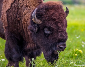 Bison, Wichita Mountains, National Wildlife Refuge, Spring, Oklahoma, Wildlife