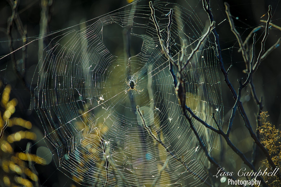 Garden Spider, Orb Weaver Spider, Oklahoma Etsy