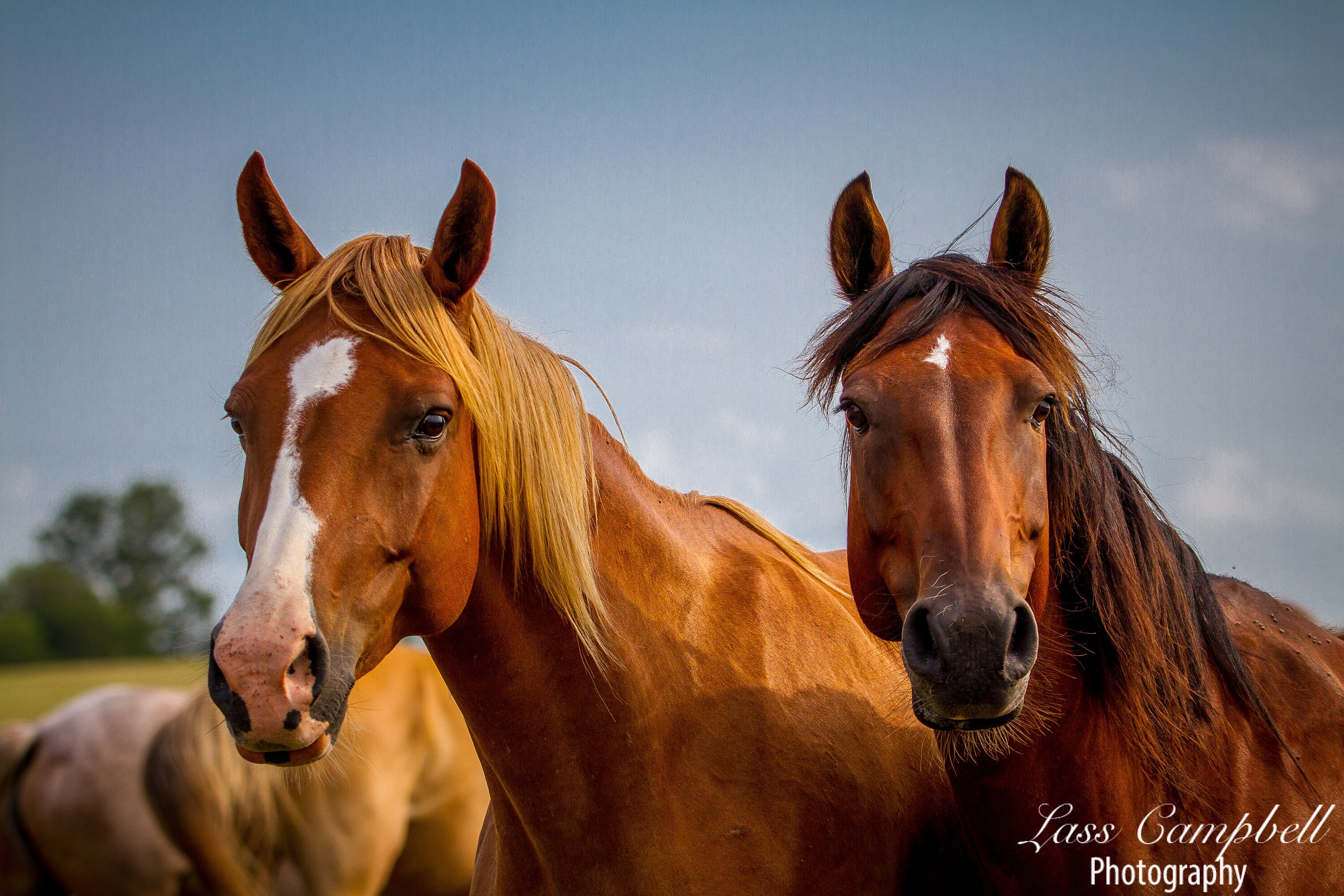 Blaze and Star, Mustang, Wild Horses, Chickasaw Ranch, Oklahoma Etsy