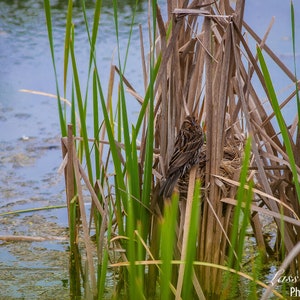 Female Red-Winged Blackbird & Nest, Nisqually National Wildlife Refuge, Pacific Northwest, Washington