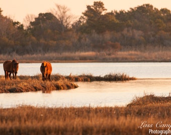 Assateague Ponies at Sunrise, Assateague Island, Assateague National Seashore, Wild Horses, Maryland, Pony