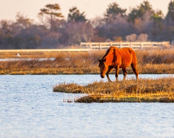 Assateague Pony in Marsh, Assateague Island, Assateague National Seashore, Horses, Maryland, Pony