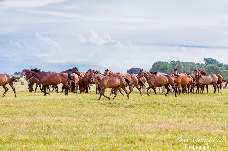 Mustang Herd Chickasaw Ranch Oklahoma Wild Horses Mustangs Etsy