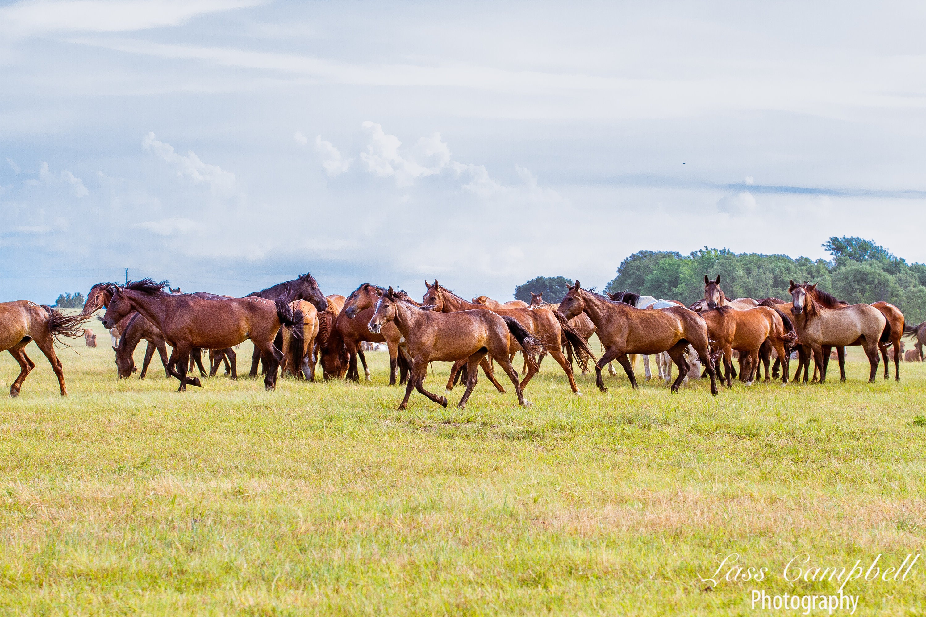Mustang Herd Chickasaw Ranch Oklahoma Wild Horses Mustangs Etsy New