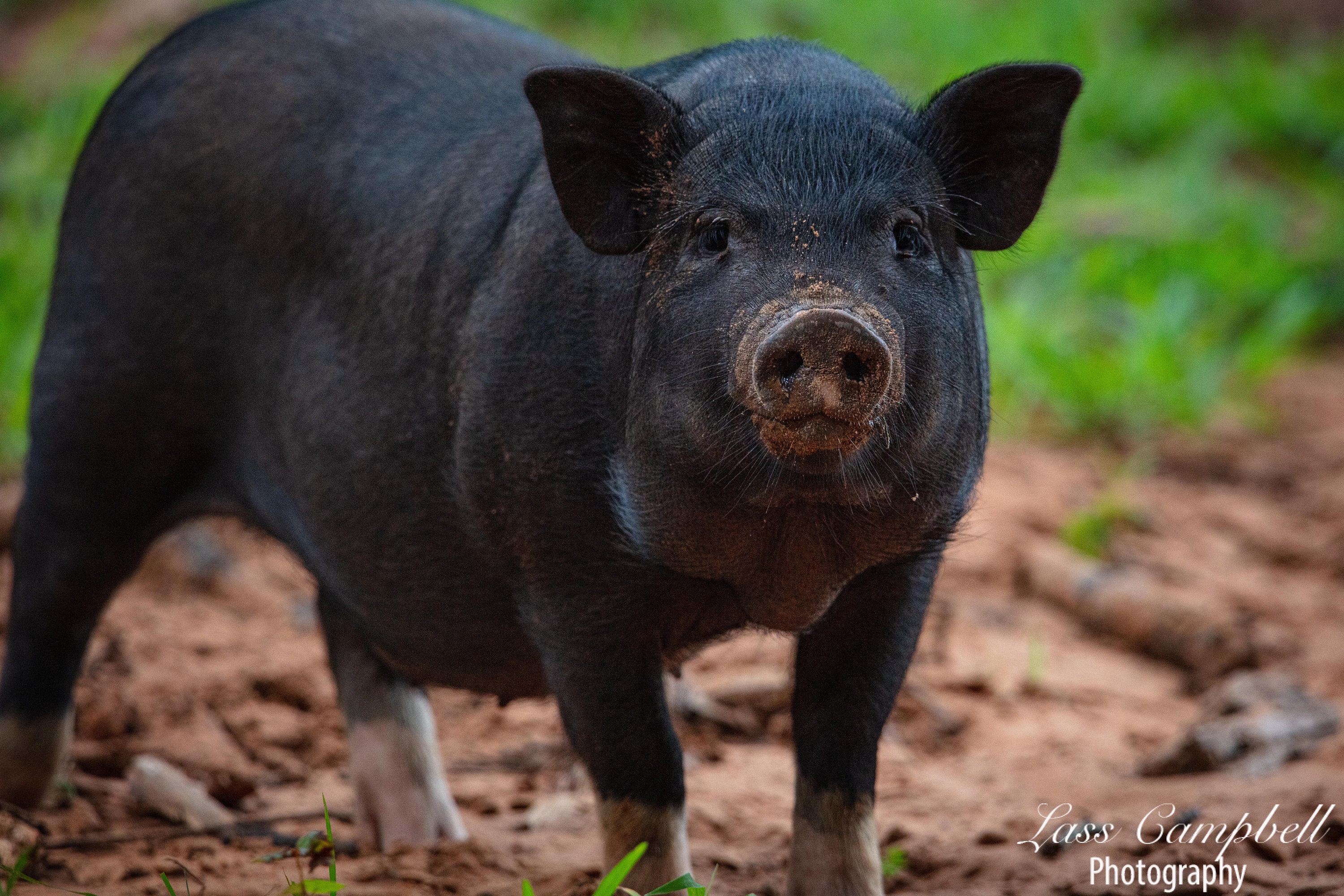 Pot Belly Pig 2, Farm Animals, Oklahoma Etsy