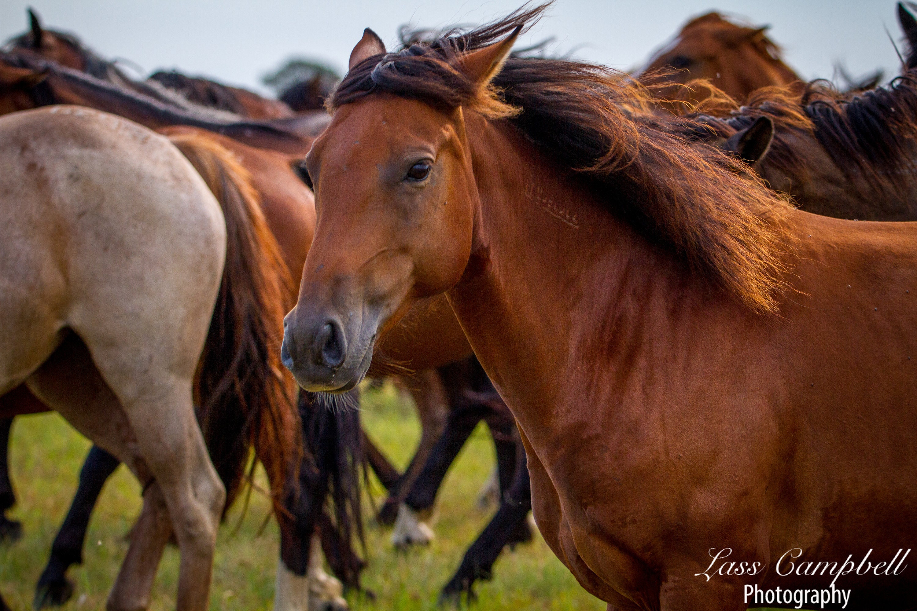 Mare Ears, Mustang, Chickasaw Ranch, Oklahoma, Wild Horse