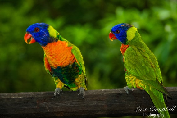 Lorikeet Pair Jurong Bird Park Singapore Zoo Etsy