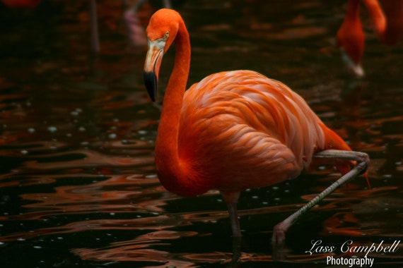 Flamingo Jurong Bird Park Singapore Zoo Etsy
