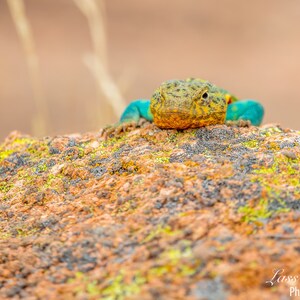 May include: A close-up of a green and yellow lizard with a speckled pattern, perched on a rocky surface covered in moss.